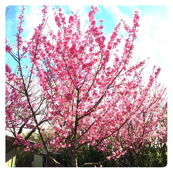 Hi I’m Sharon 🌸 - Picture 1 of 1